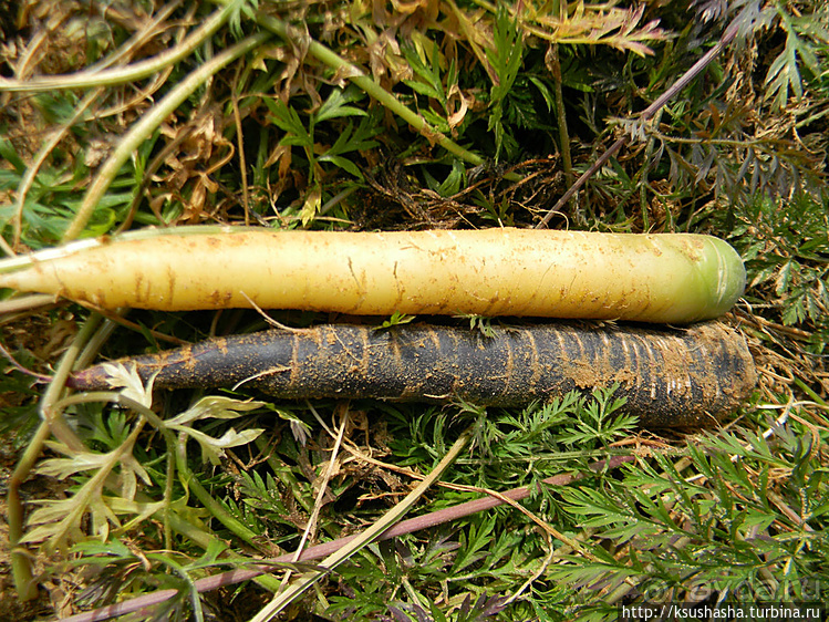 "Летающая" клубника