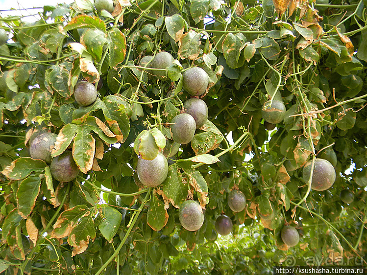 "Летающая" клубника