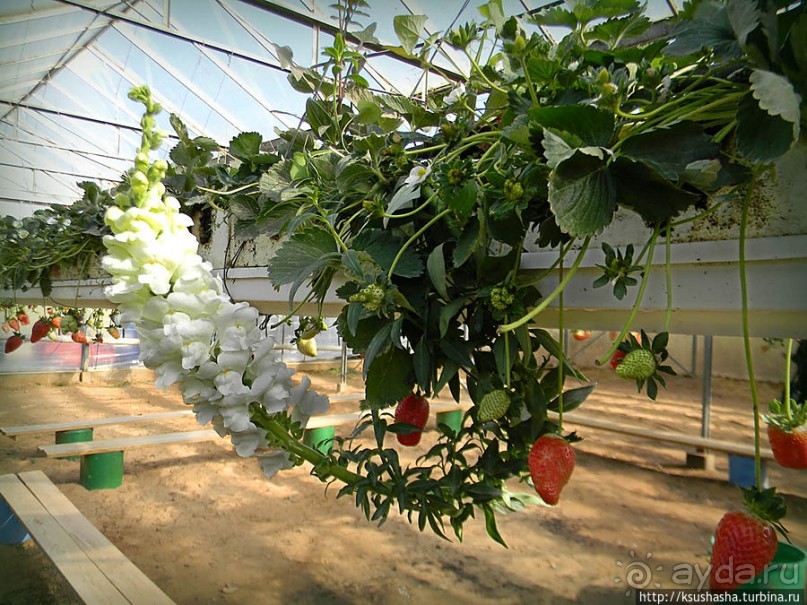 "Летающая" клубника