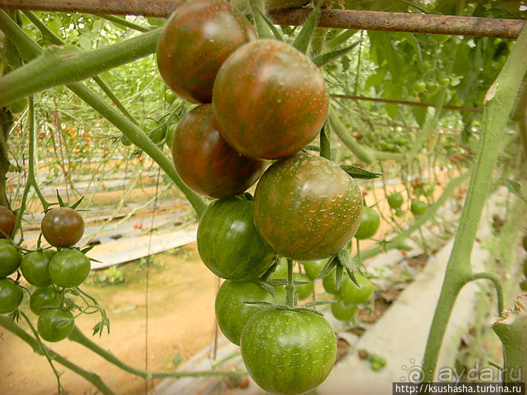 "Летающая" клубника