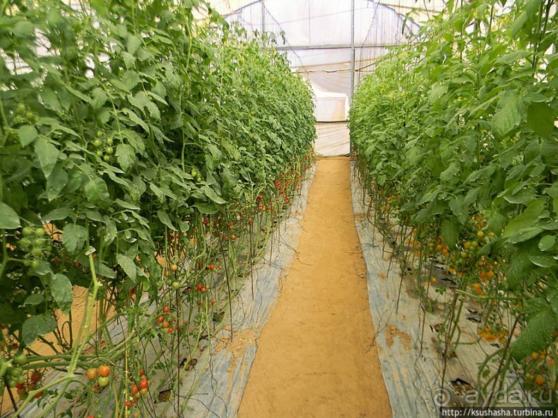 "Летающая" клубника