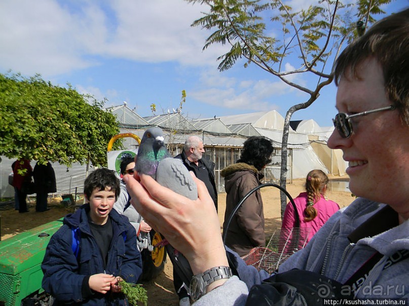 "Летающая" клубника