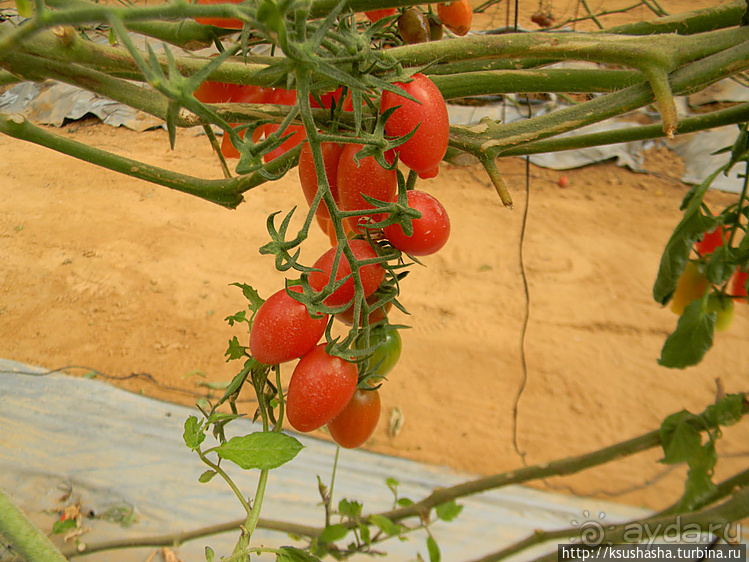 "Летающая" клубника