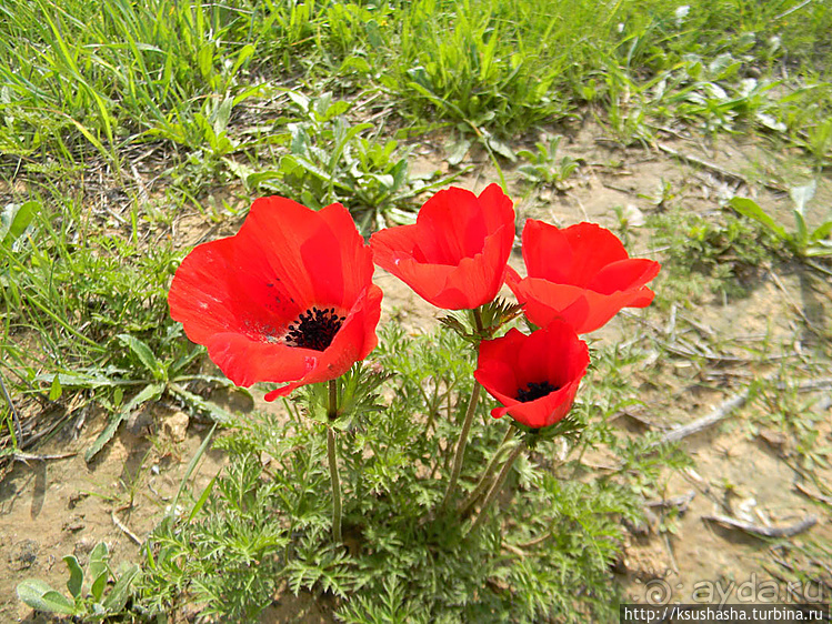"Летающая" клубника