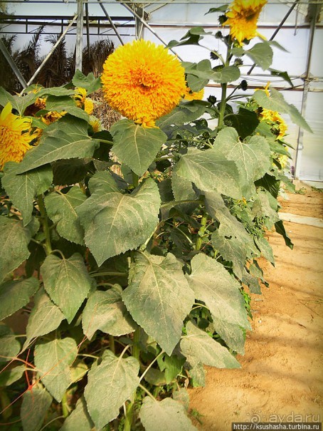 "Летающая" клубника