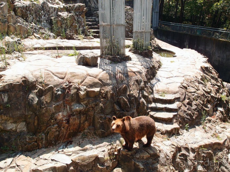 Бедный, бедный зоопарк