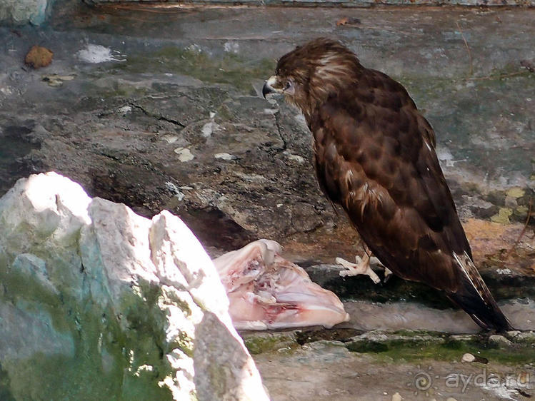 Бедный, бедный зоопарк