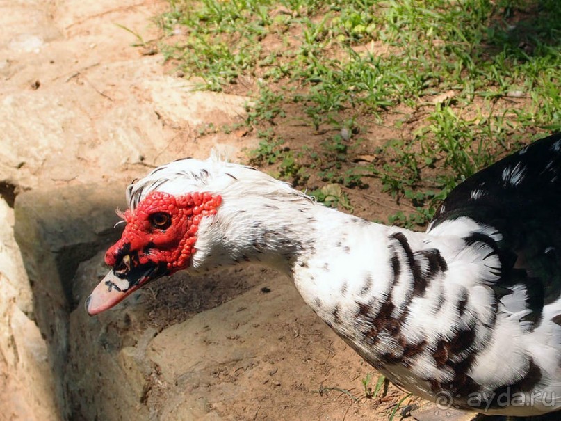 Бедный, бедный зоопарк