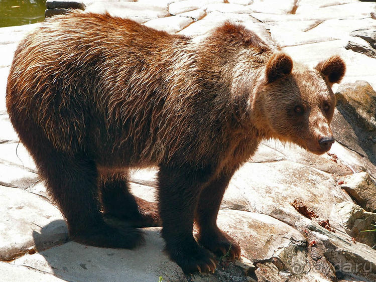 Бедный, бедный зоопарк