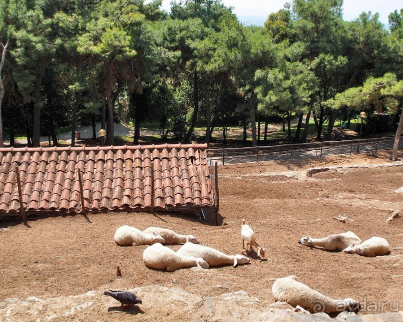 Бедный, бедный зоопарк