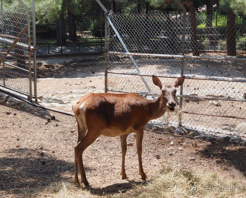 Бедный, бедный зоопарк