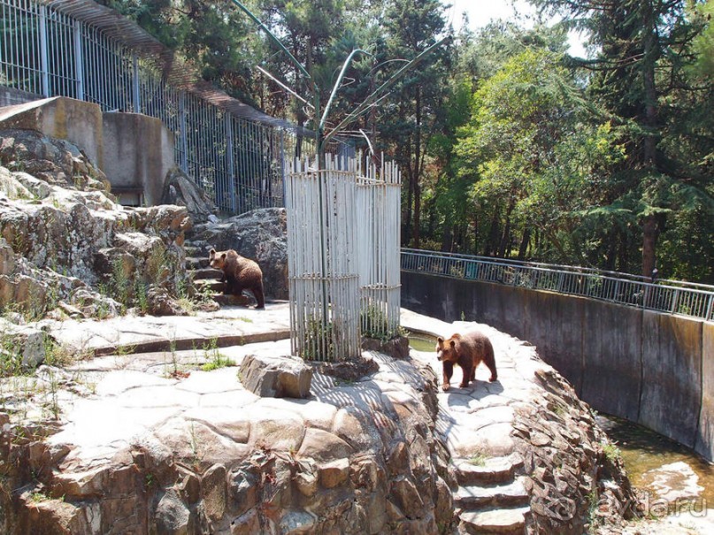 Бедный, бедный зоопарк