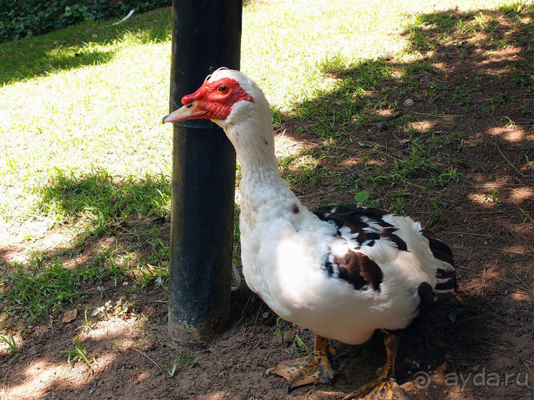 Бедный, бедный зоопарк