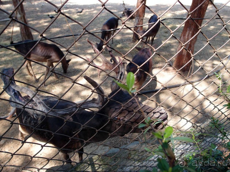 Бедный, бедный зоопарк