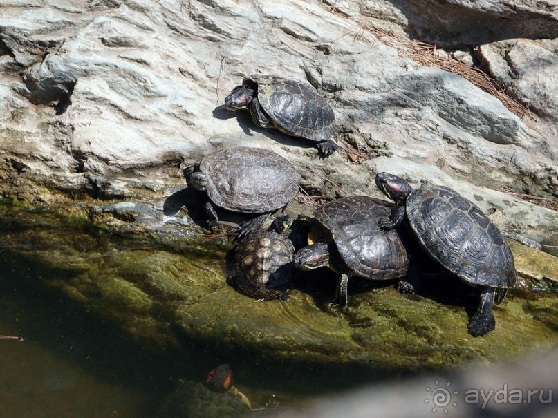 Бедный, бедный зоопарк