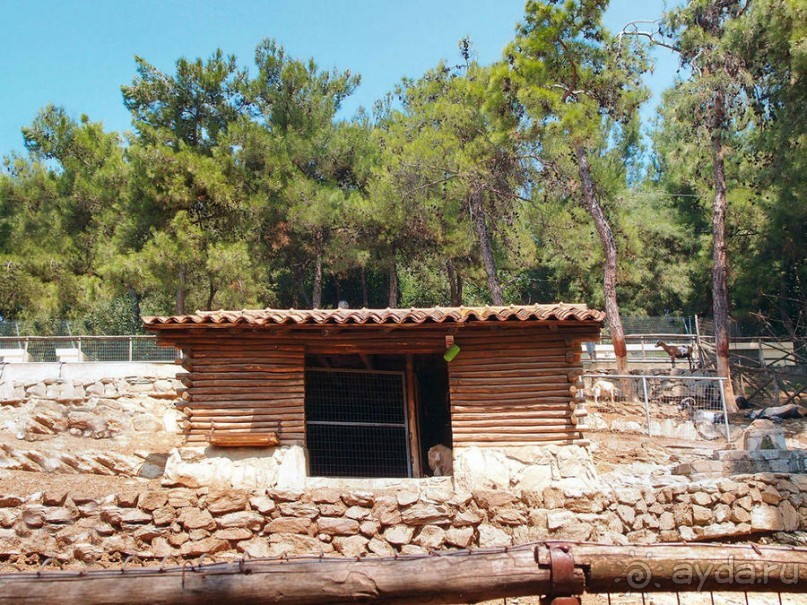 Бедный, бедный зоопарк