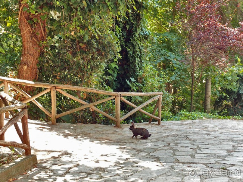 Бедный, бедный зоопарк