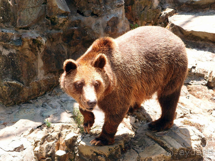 Бедный, бедный зоопарк