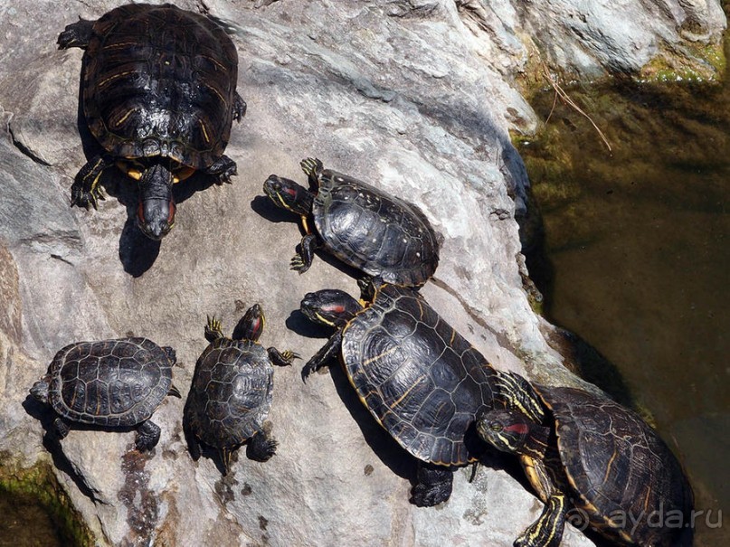 Бедный, бедный зоопарк