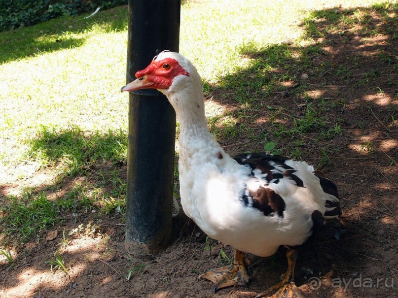 Бедный, бедный зоопарк