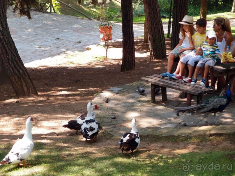 Бедный, бедный зоопарк