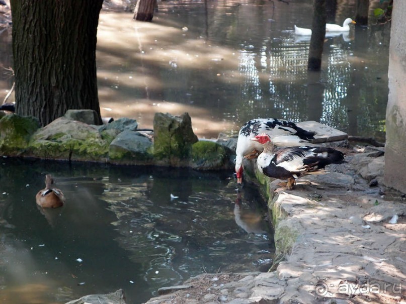 Бедный, бедный зоопарк