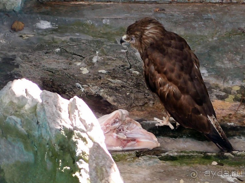 Бедный, бедный зоопарк