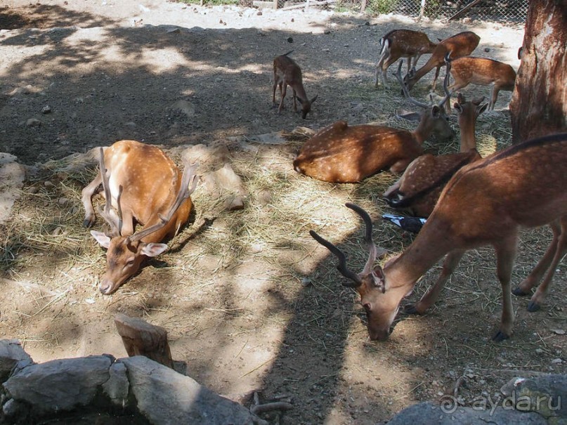 Бедный, бедный зоопарк