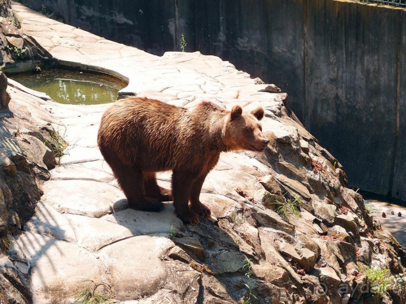 Бедный, бедный зоопарк