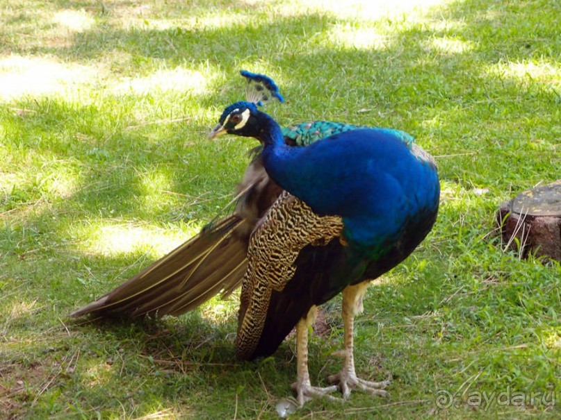 Бедный, бедный зоопарк