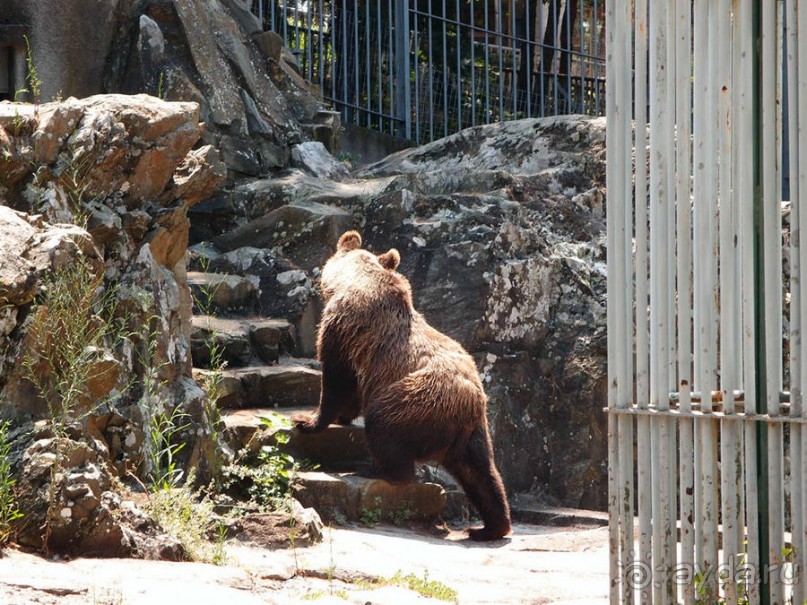 Бедный, бедный зоопарк