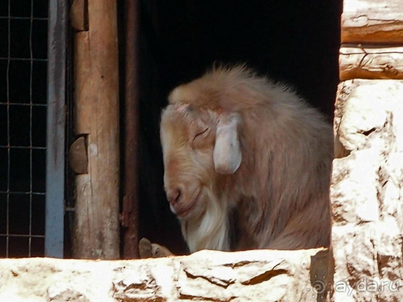 Бедный, бедный зоопарк