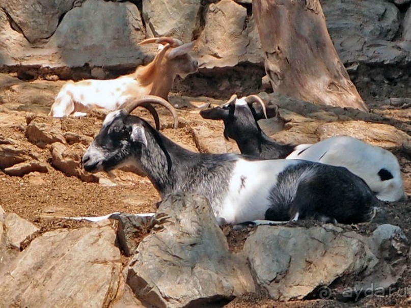 Бедный, бедный зоопарк