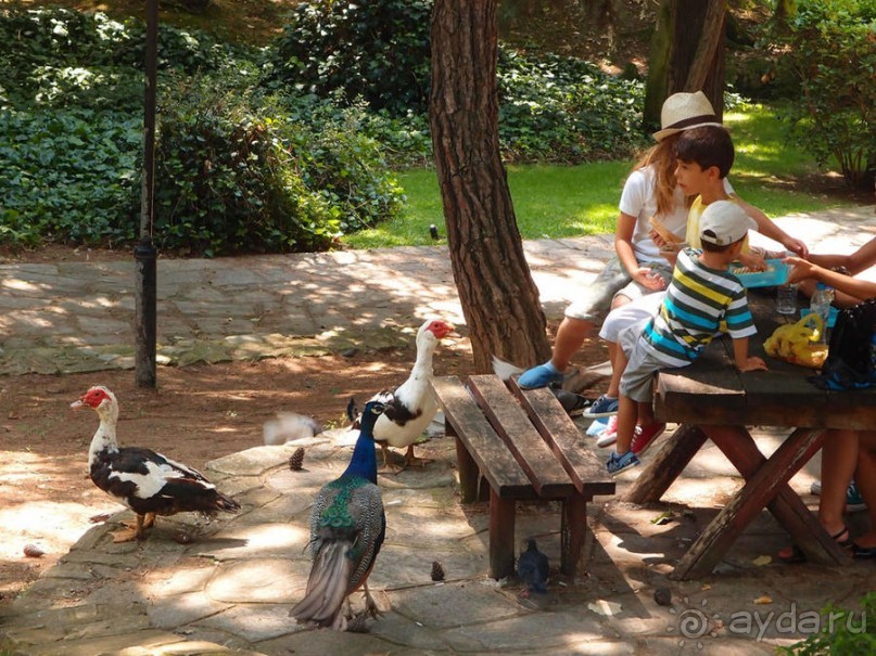 Бедный, бедный зоопарк