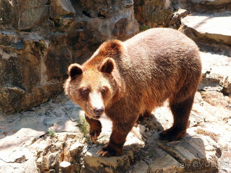 Бедный, бедный зоопарк