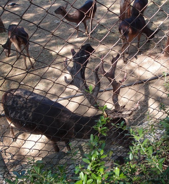 Бедный, бедный зоопарк