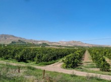 Сицилийский пупок