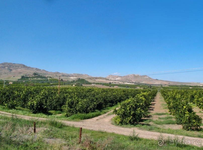 Сицилийский пупок