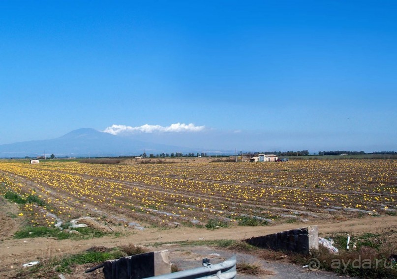 Сицилийский пупок