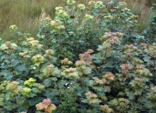 В плену неласкового края