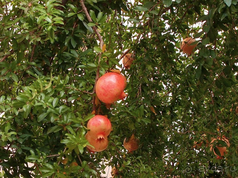 Медовый Лечче