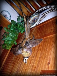 Охотничья тема Конопиште