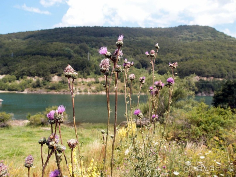 Трижды Маврово