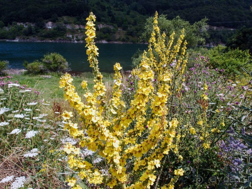 Трижды Маврово