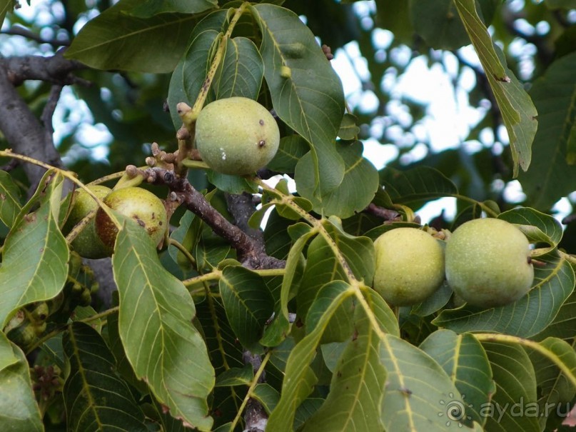 За фольклором — в Подмочани