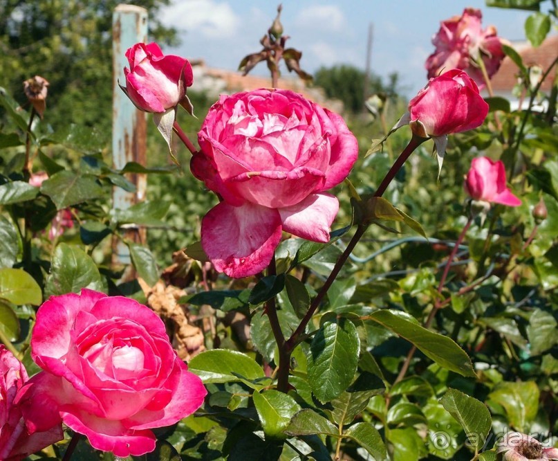 За фольклором — в Подмочани