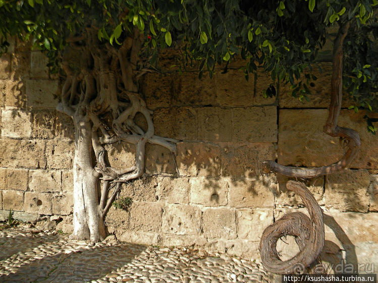Самая красивая синагога и самая большая мечеть