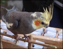 Старый Бухарест. Милый сердцу уголок