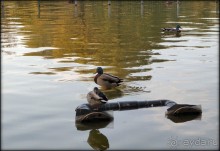 Старый Бухарест. Милый сердцу уголок
