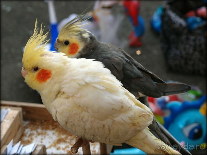 Старый Бухарест. Милый сердцу уголок